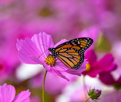 Visitors to Gibbs Gardens took these amazing photos in Fall 2021 when the migratory monarchs stopped at the Butterfly Garden on their trip south to south west Mexico. Photos courtesy of Gibbs Gardens