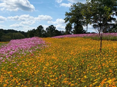 Waves of yellow & orange Sulphureus Cosmos - shades of pinks and deep red Bipinnatus Cosmos cover the Wildflower Meadow.