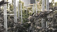 Halo has completed the acquisition of all of the substantial assets of three operating entities doing business as Pistil Point in Oregon which collectively hold multiple cannabis licenses. (CNW Group/Halo Collective Inc.)