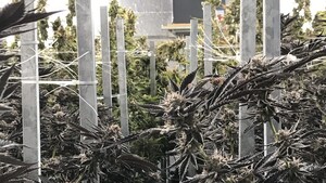 Halo Collective Completes Acquisition of Premium Indoor Grow and Distribution Hub in Portland, Oregon