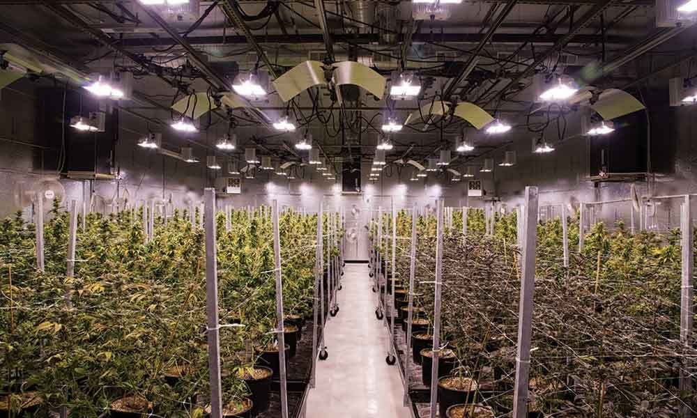 Halo Collective completes the acquisition of a premium indoor grow facility. (CNW Group/Halo Collective Inc.)