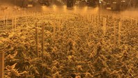 Halo Collective completes the acquisition of a premium indoor grow facility. (CNW Group/Halo Collective Inc.)