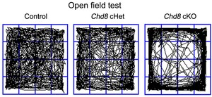 Closer Study of Major Autism Gene Suggests Possible Treatment Approach