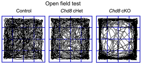 Mice with Chd8 deletion in cortical neural stem cells exhibit abnormal behaviors. This “open field test” tracked how mice moved about in an open area. The mice lacking CHD8 spent much more time hugging the perimeters.