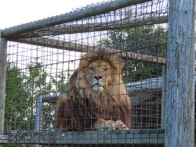 Lion at a roadside zoo in Ontario, August 2022. Undersized enclosures or unsafe, unsanitary conditions and lack of shelter were observed at many zoo-type venues across Ontario. (C) World Animal Protection (CNW Group/World Animal Protection)