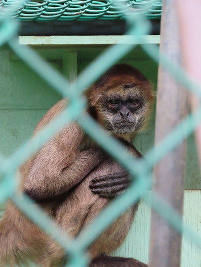 Monkey at a roadside zoo in Ontario. With few regulations in place, it is not surprising that there are more zoos, wildlife displays, and zoo-type exhibits in Ontario than in any other jurisdiction in Canada. (C) World Animal Protection (CNW Group/World Animal Protection)