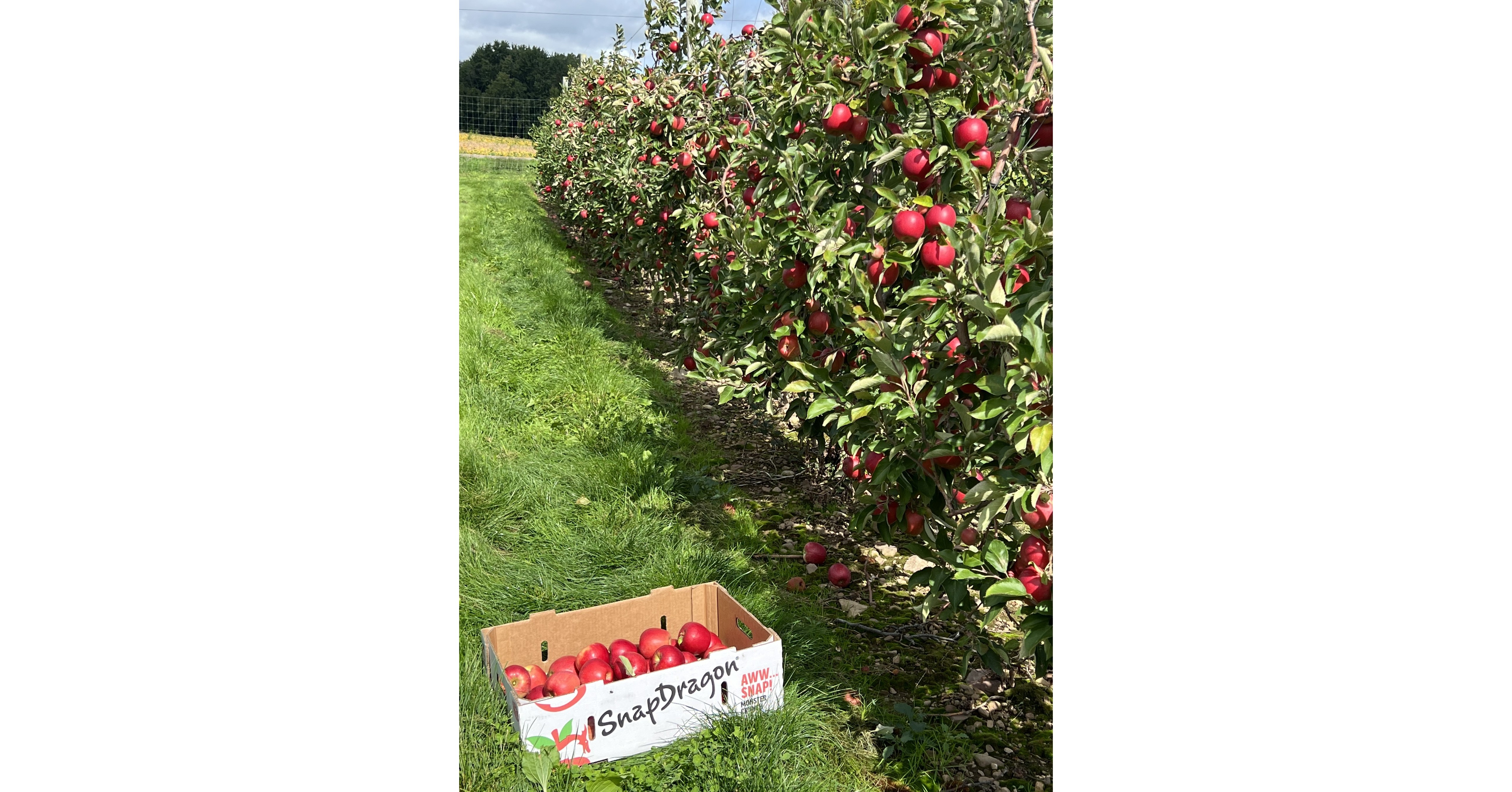 SnapDragon Monster Crunch is Back: Production Up 25%