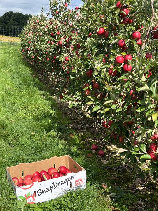 SnapDragon Apples Kick Off New, Multi-Year Partnership with the Buffalo  Bills