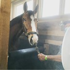SALT Chamber Partners with World Equestrian Center and Hagyard Equine Medical Institute
