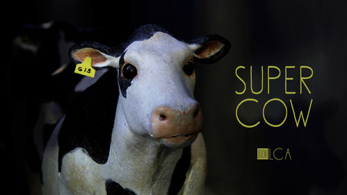 A condemned cow's last chance at freedom (CNW Group/Last Chance For Animals)