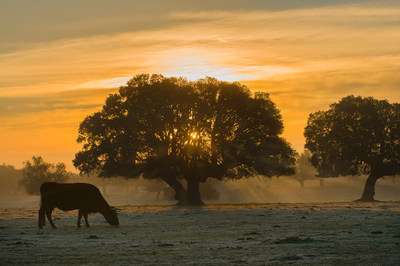 Nascer do Sol no Dehesa (PRNewsfoto/PROVACUNO)