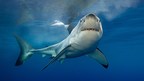 New Study on Shark Attack Media Coverage Shows Increasing use of the Phrase "Shark Bite"