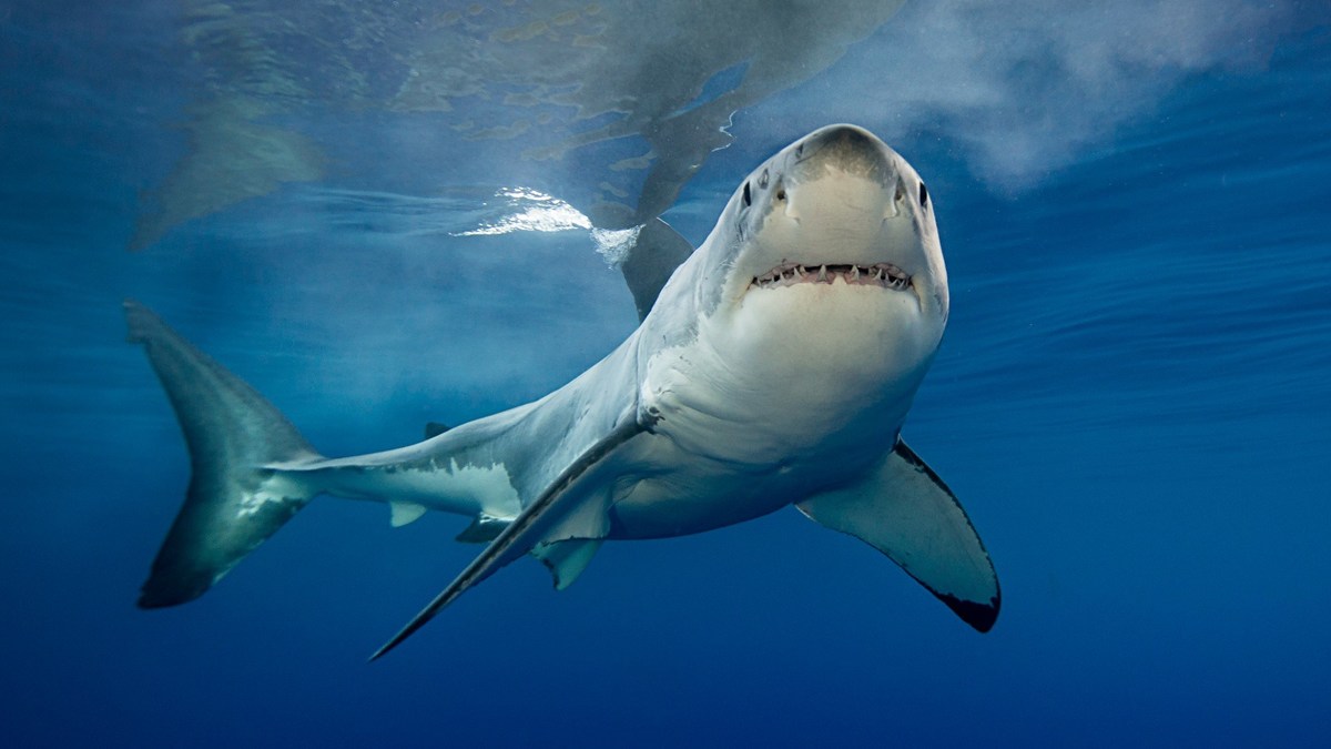New Study on Shark Attack Media Coverage Shows Increasing use of the Phrase "Shark Bite" - Vimarsana News