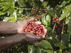 Bayer reúne especialistas em café para discutir desenvolvimento...