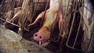 Mother pigs in gestation crates