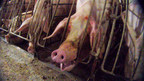 New undercover investigation at a pig farm reveals cruelty the industry is fighting to keep