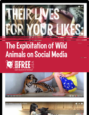 Leading animal welfare and conservation nonprofit Born Free USA has released a new report exploring the abuse of wild animals on social media titled "Their Lives for Your Likes: The Exploitation of Wild Animals on Social Media."