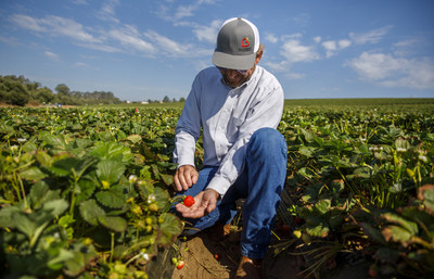 Picture of California Strawberry Farmer Tom AmRhein. Photo courtesy of California Strawberry Commission.