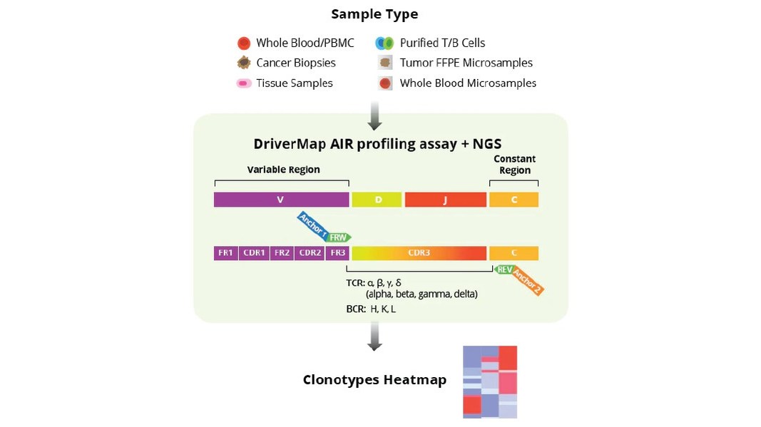 Cellecta, Inc. Launches DriverMap™ Adaptive Immune Receptor (AIR) TCR and BCR Kits for Comprehensive Immune Repertoire Profiling - Vimarsana News