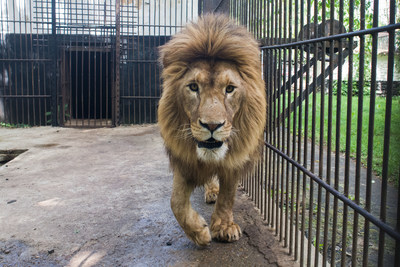 One of the lions rescued from the Bio Park Zoo in Odessa, Ukraine.