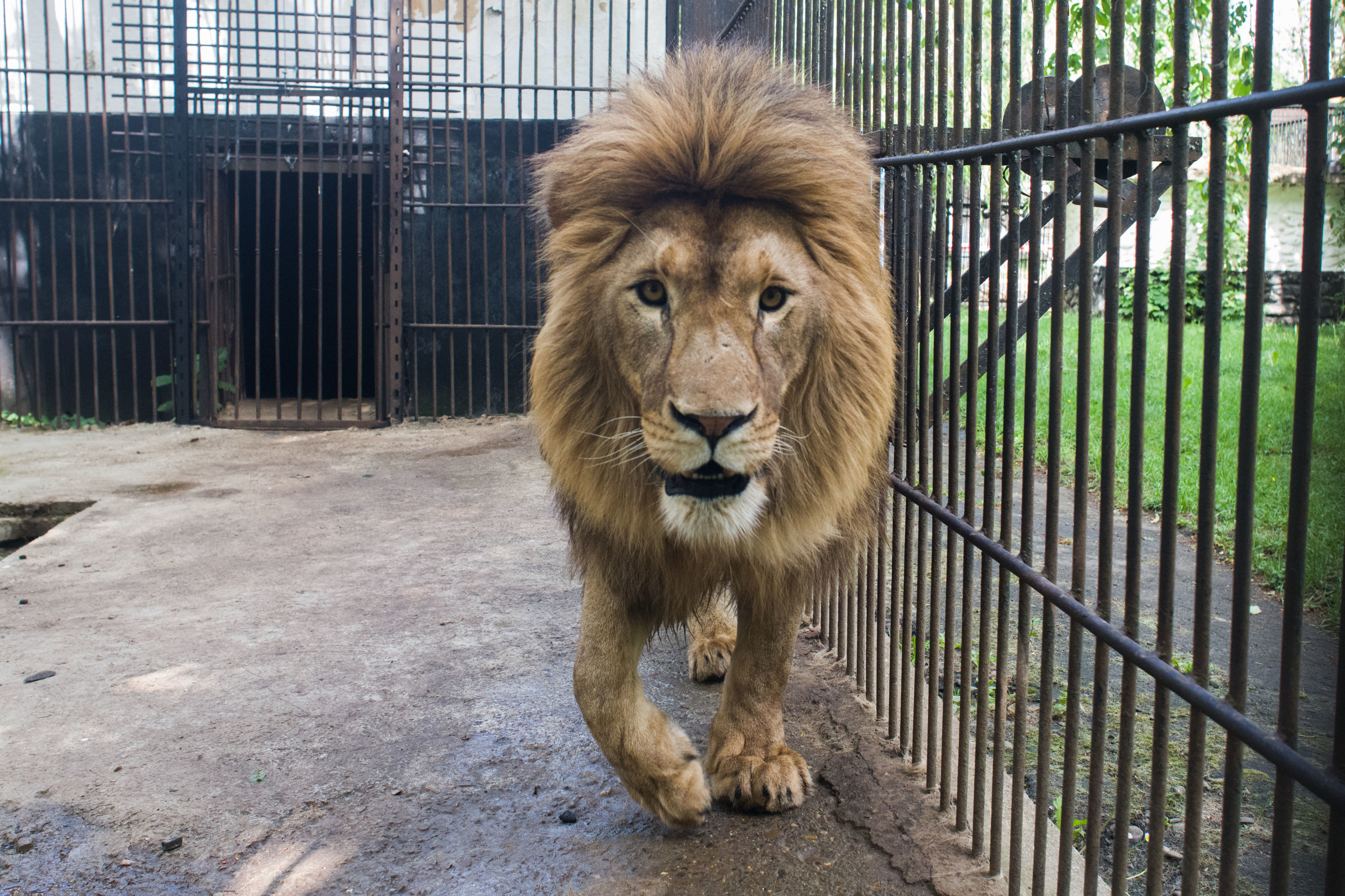 Eleven Lions Airlifted from Ukraine in Biggest Ever Warzone Rescue