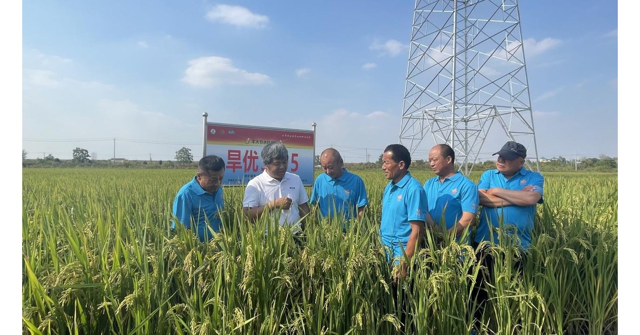 Xinhua Silk Road: Water-saving and drought-resistant rice key to high-quality crop production, experts - Canada NewsWire