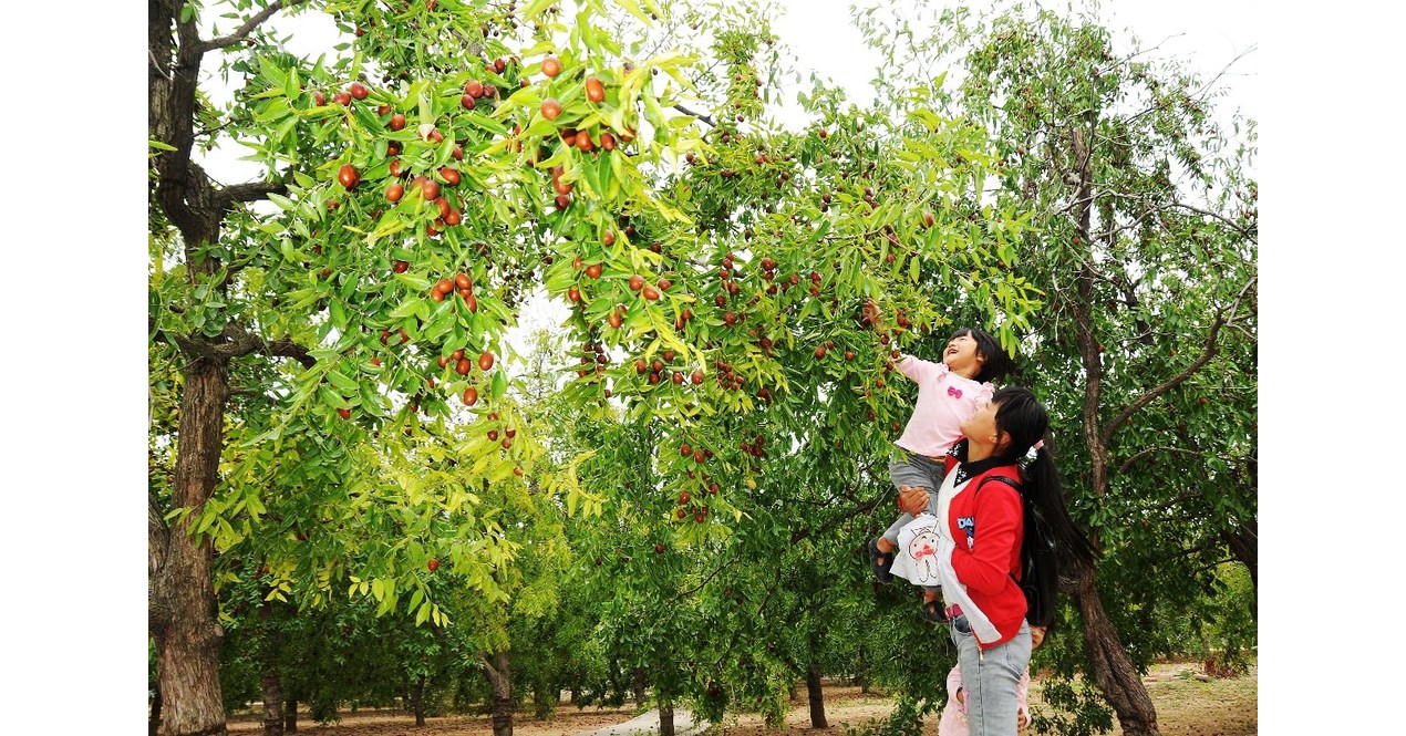 China Laoling Deeply Cultivates the Jujube Industry, Driving Jujube ...