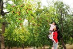 China Laoling Deeply Cultivates the Jujube Industry, Driving Jujube Farmers to Increase Income and Become Rich