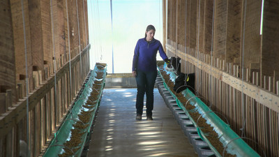 Dr. Sonia Arnold checks veal calves for health and nutrition during a farm visit.