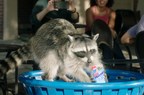 Mentos Trained a Team of Real Raccoons to Recycle Its Mentos Paperboard Gum Bottles