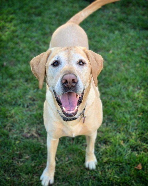 what spiders are poisonous to dogs