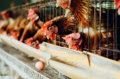 Imagen de condiciones típicas de confinamiento de gallinas en jaulas en la industria avícola.