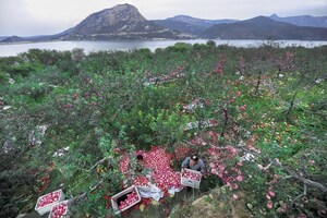 Yantai's Apple Industry Achieves Development of high Quality