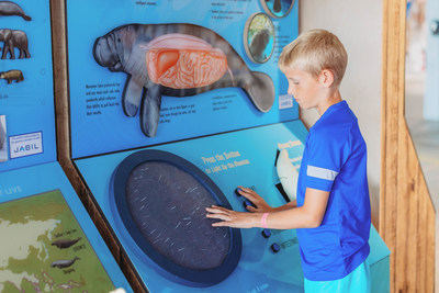 Manatee Springs is a new interactive modular exhibit at Clearwater Marine Aquarium. The exhibit was made possible and in partnership with Jabil Inc.