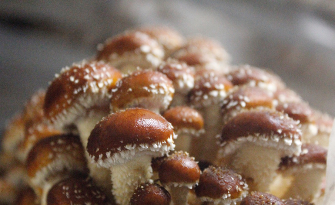 Evolving Labor Trends Turn Mushroom Farming Into Lucrative (and Attainable) Option - Vimarsana News