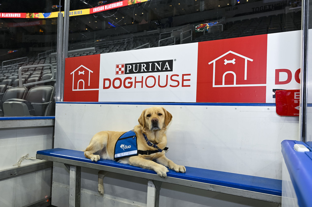 Purina and St. Louis Blues Unveil 'Purina Doghouse' Penalty Box For 2022-2023 Season - Vimarsana News