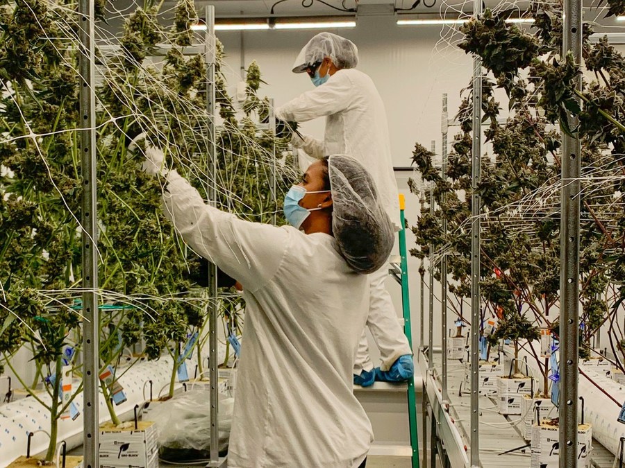 Root & Bloom Brings Craft Cannabis Products to Massachusetts Dispensaries - Vimarsana News