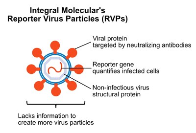 Integral Molecular's Reporter Virus Particles (RVPs) offer a safe and rapid method to study some of the most virulent pathogens including influenza, Ebola virus and SARS-CoV-2.