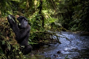 THE PRINCE ALBERT II OF MONACO FOUNDATION ENVIRONMENTAL PHOTOGRAPHY AWARD: 'HUMANITY &amp; WILDLIFE' EXHIBITION