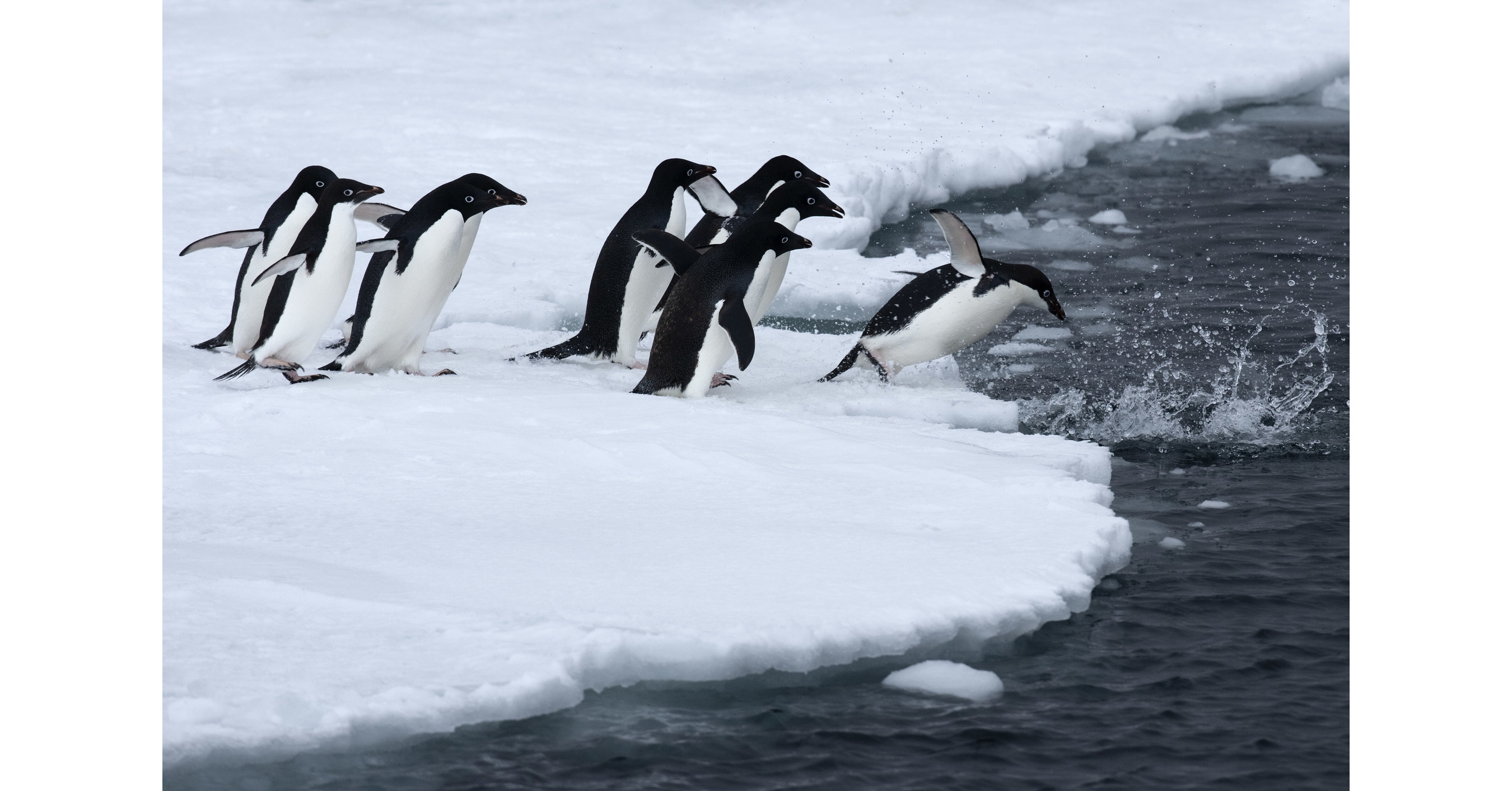 Urgent call for governments to adopt Antarctic wildlife protection measures