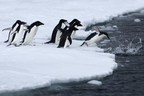 Urgent call for governments to adopt Antarctic wildlife protection measures