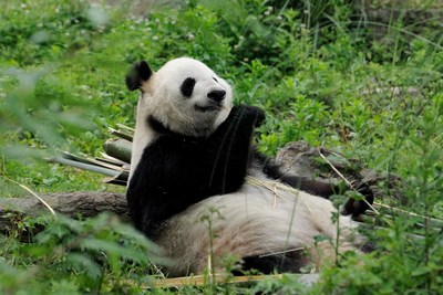 A habitat for giant pandas, Dujiangyan is among the list of the World Natural Heritage (PRNewsfoto/Dujiangyan City)