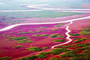 Dongying, Cina: un esempio e un punto di riferimento per la protezione e la governance ecologica