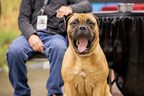 DOGS TAKE OVER NEW YORK CITY WITH AKC MEET THE BREEDS®