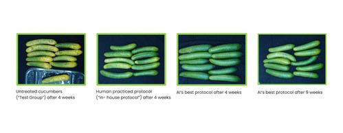 Photographs of the results of the trial carried out on cucumbers From left to right:   •Untreated cucumbers (“Test Group”) after 4 weeks •Human practiced protocol (“in- house protocol”) after 4 weeks •AI’s best protocol after 4 weeks •AI’s best protocol after 9 weeks
