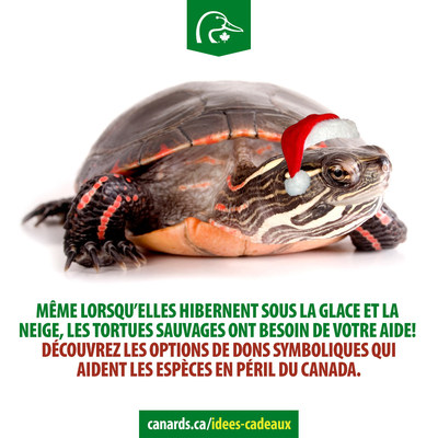 Meme lorsqu'elles hibernent sous la glace et la neige, les tortues sauvages ont besoin de votre aide! (Groupe CNW/Canards Illimits Canada)