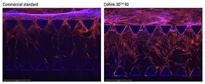 Collink.3D 90 demonstrates faster human cell migration compared with a commercial hydrogel (PRNewsfoto/CollPlant)