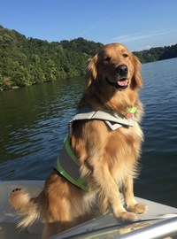 Pippa, a Golden Retriever from Knoxville, Tenn., had a lot to be thankful for after surviving a potentially deadly reaction to eating bread dough.
