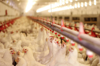 Every year more than a billion animals are farmed for meat and industrial farming is pushing our climate to the breaking point. Photo: branislavpudar / Shutterstock.com (CNW Group/World Animal Protection)