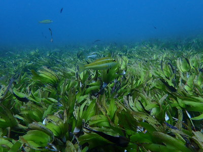 Credit for the image is Seychelles Seagrass Mapping and Carbon Assessment Project